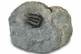 Rare Gondwanaspis Trilobite - Issoumour, Morocco #317770-4